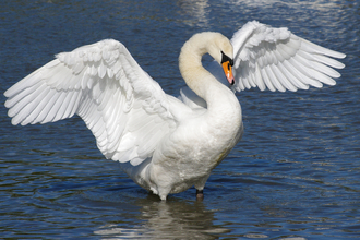 Mute Swan