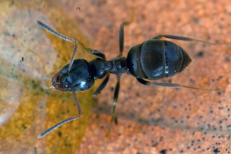 Black Garden Ant