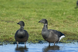 Two dark-bellied brent geese standing in a pool of water