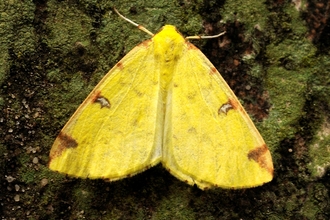 Brimstone Moth