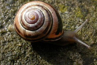 Brown-lipped snail