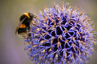 Buff-tailed Bumblebee