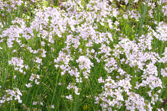 Cuckooflower