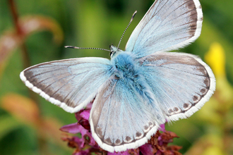 Chalkhill Blue butterfly