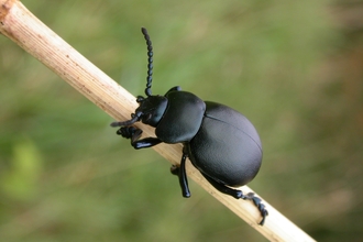 Bloody-nosed Beetle