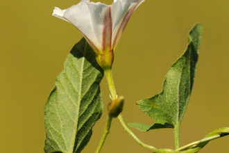 Field Bindweed