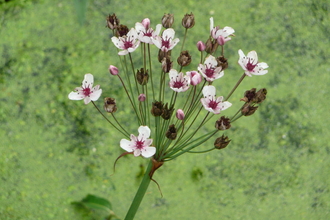 Flowering Rush