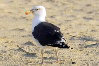 Great Black-backed Gull