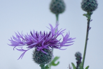 Greater Knapweed