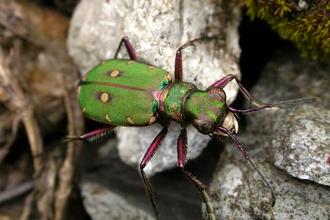 Green Tiger Beetle