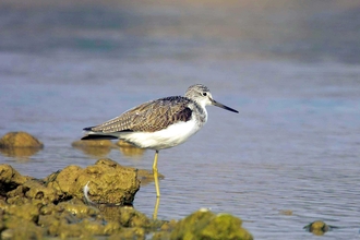 Greenshank