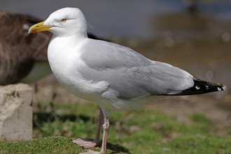 Herring Gull