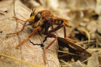 Hornet Robberfly