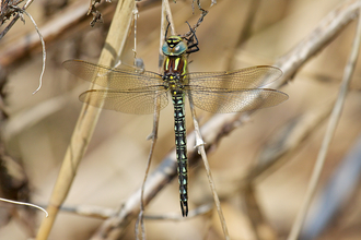 Hairy Dragonfly