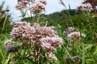 Hemp-agrimony