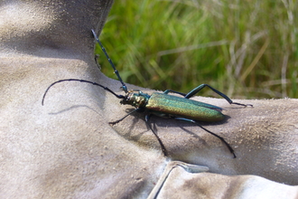 Musk Beetle