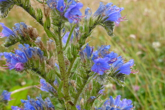 Viper's-bugloss