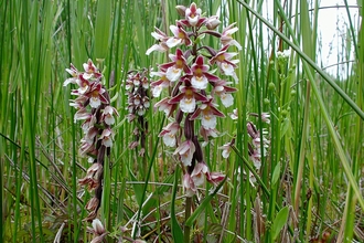 Marsh Helleborine