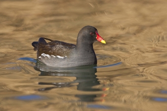 Moorhen