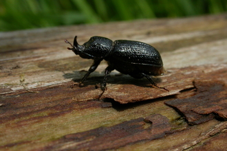 Rhinoceros Beetle