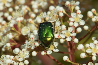 Rose Chafer