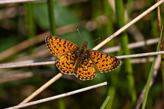 Small Pearl-bordered Fritillary butterfly