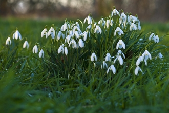 Snowdrops