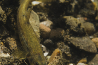 Stone Loach