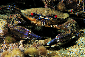 Velvet Swimming Crab