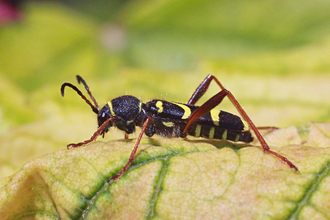 Wasp Beetle