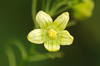 White Bryony