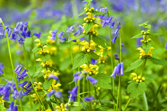 Yellow Archangel