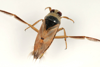 Common Backswimmer