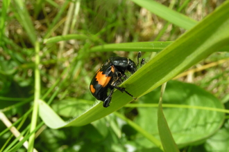 Common Sexton Beetle