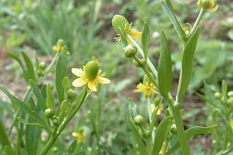 Celery-leaved Buttercup