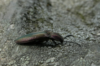 Coppery Click Beetle