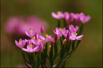 Common Centaury