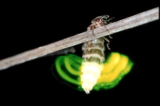 Glow-worm