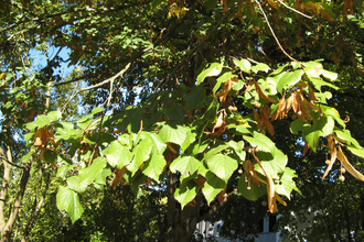 Large-leaved Lime