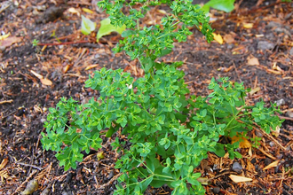 Petty Spurge