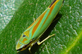 Rhododendron Leafhopper