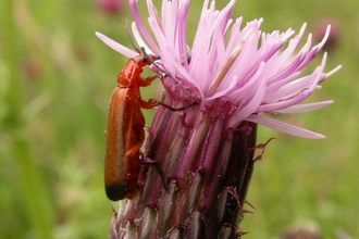 Common Red Soldier Beetle