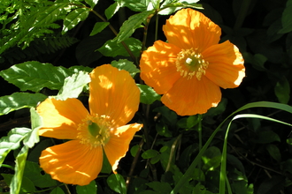 Welsh Poppy