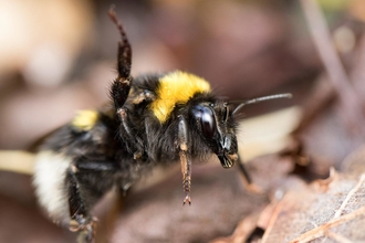 Garden Bumblebee