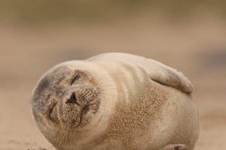 Common Seal 