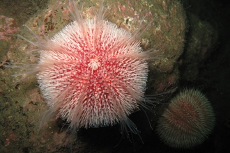 Edible sea urchin