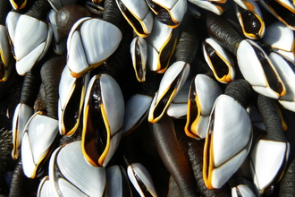 Goose Barnacles