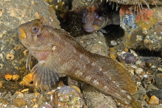 Tompot blenny