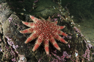 Common Sunstar