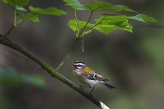 Firecrest